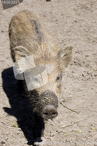 Image of little wild boar