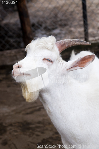 Image of Funny goat
