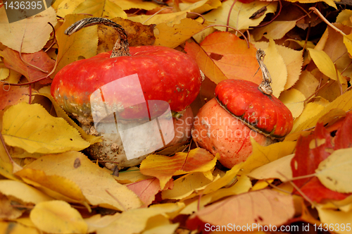 Image of Autumn pumpkin