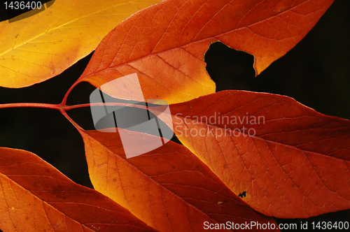 Image of Autumn leaves