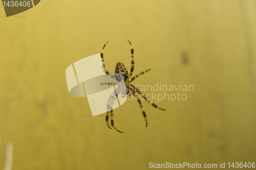 Image of Spider on web