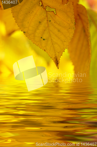 Image of Autumn leaves