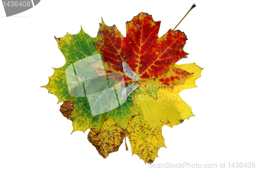 Image of Autumn leaves