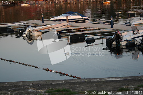 Image of Seagull in port