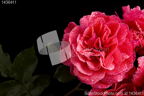 Image of red rose with water drops over black