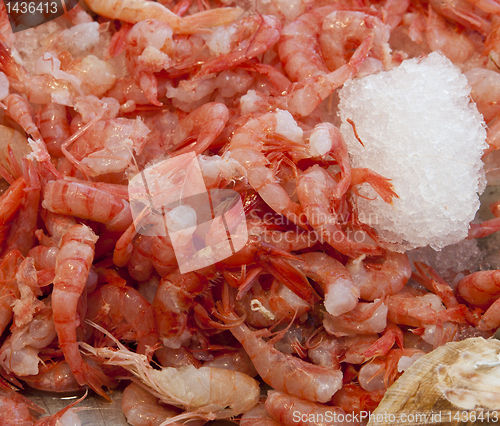 Image of Shrimps