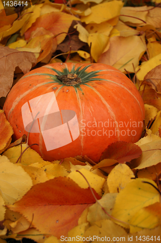 Image of Autumn pumpkin