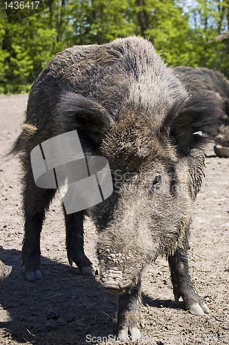 Image of wild boar