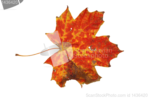 Image of Autumn leaves