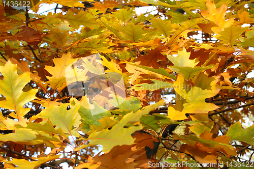 Image of Autumn leaves