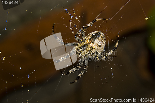 Image of spider with water drops