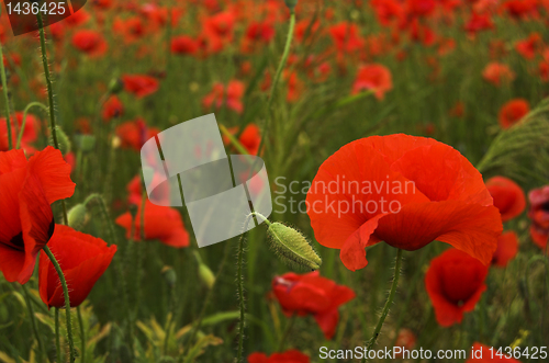 Image of poppy field