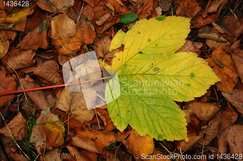 Image of Autumn leaves