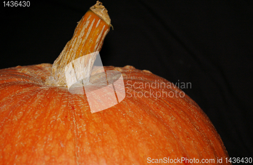 Image of Pumpkin