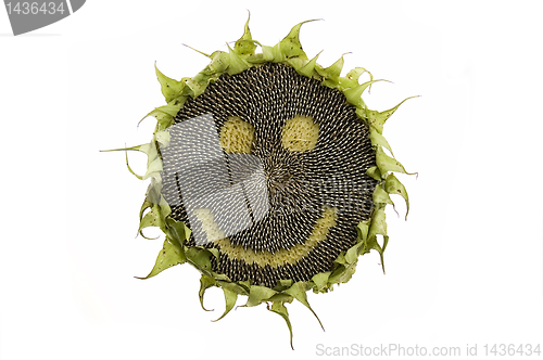 Image of Happy sunflower isolated