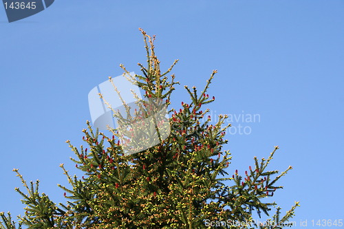 Image of Red cone