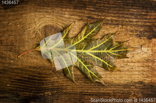 Image of autumn leaf over old board