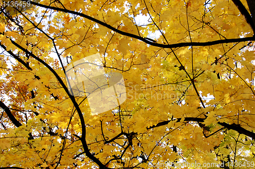 Image of Autumn leaves