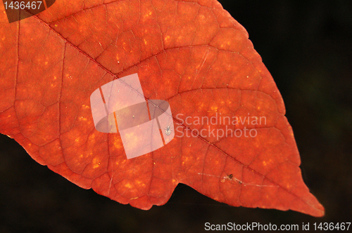 Image of Autumn leaves