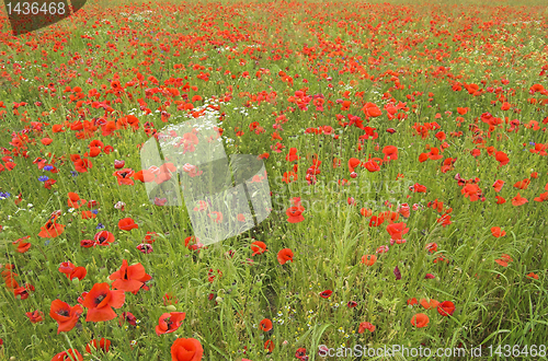 Image of poppy field