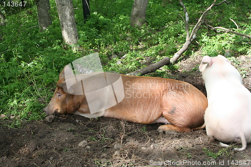 Image of Sleeping pig