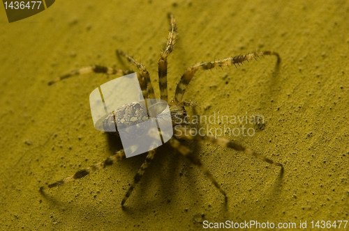 Image of Spider on old wall