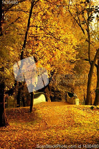 Image of Autumn leaves