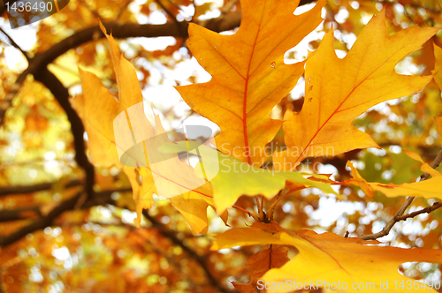 Image of Autumn leaves