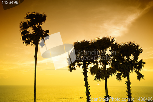 Image of Sunset with palm