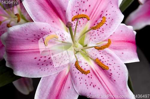 Image of Pink lilly