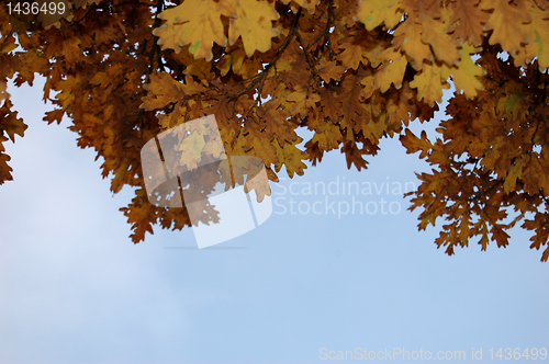 Image of Leaves and blue sky