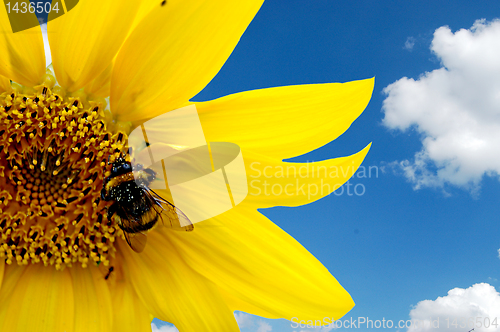 Image of Bumblebee on a sunflower