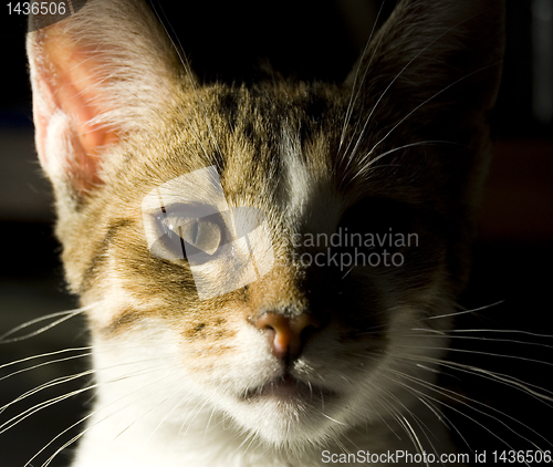 Image of Young cat portrait