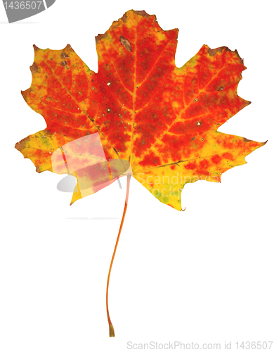 Image of Autumn leaves