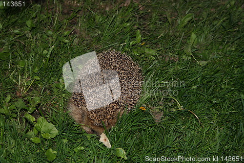 Image of Hedgehog