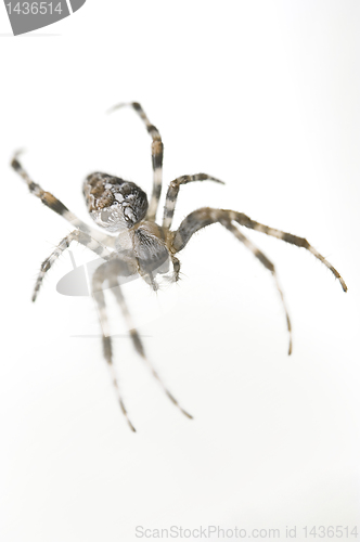 Image of Spider 