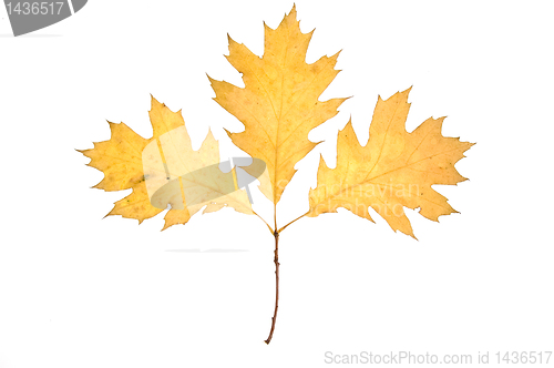 Image of Yellow autumn leaves