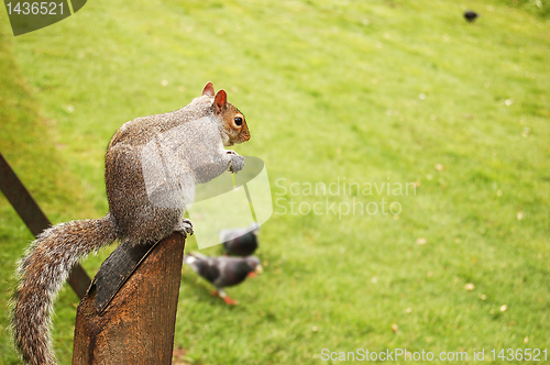 Image of squirrel