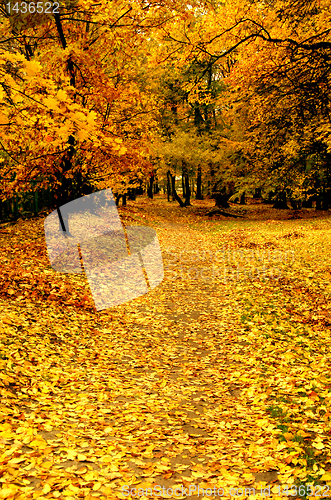 Image of Autumn leaves