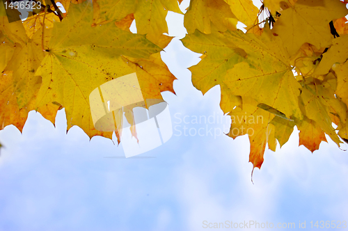 Image of Leaves and blue sky