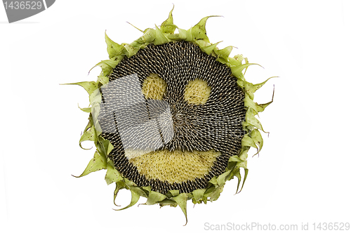 Image of Happy sunflower isolated
