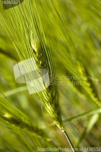 Image of Wheat field on spring