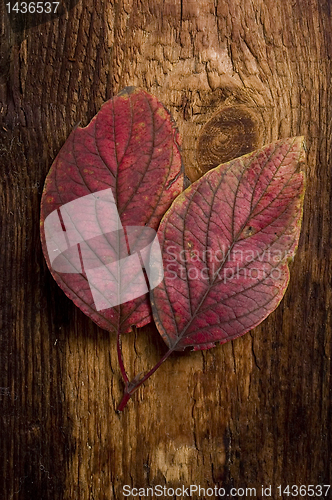 Image of autumn leaf over old board