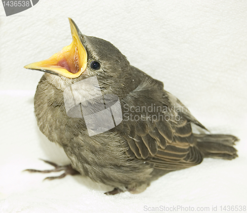 Image of Feeding little hungry bird