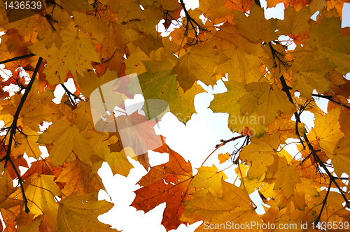 Image of Leaves and blue sky