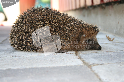 Image of Hedgehog