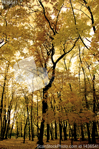 Image of Autumn leaves