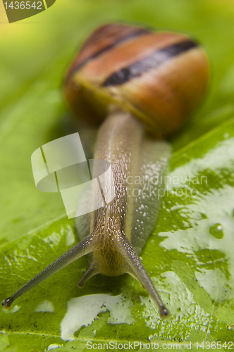 Image of Snail green leaves