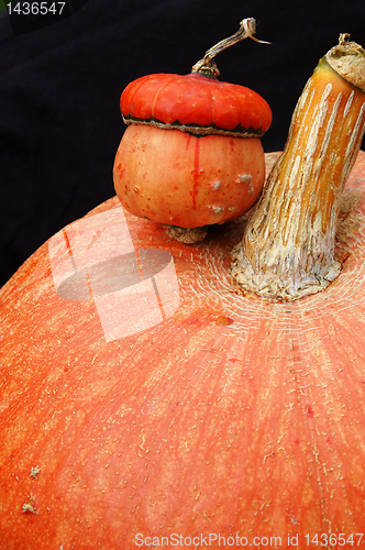 Image of Autumn pumpkin composition