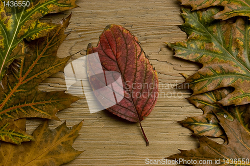 Image of autumn leaf over old board